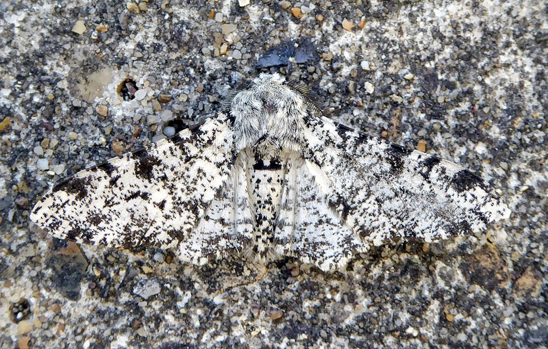 peppered moth