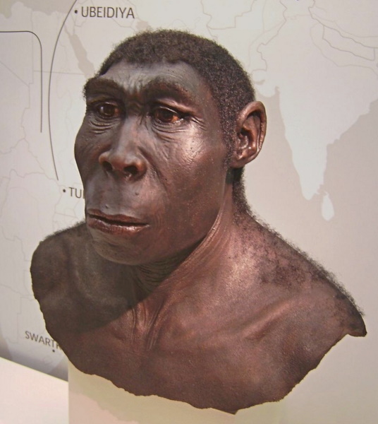 Homo erectus